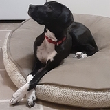 Entry image for Socks