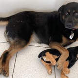 Entry image for Cleo