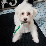 Entry image for Snowball