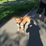 Entry image for Pumpkin