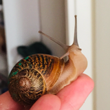 Entry image for Claire