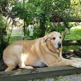 Entry image for DEWEY