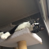 Entry image for Ladybird