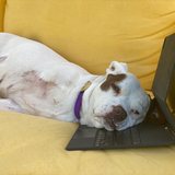 Entry image for Georgia