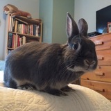 Entry image for Lil'Hops