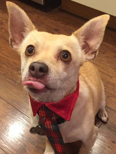 Entry image for Sammy. Clicking this image will show a larger photo