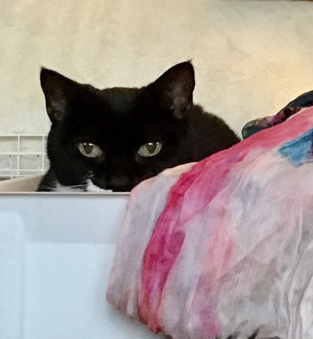 Entry image for Nelly. Clicking this image will show a larger photo