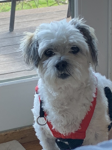 Entry image for Joey. Clicking this image will show a larger photo