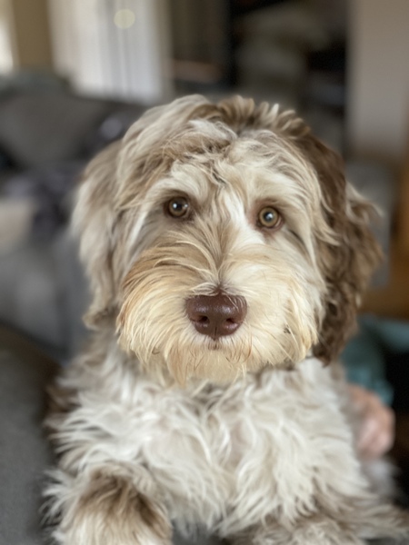 Entry image for Mister Robinson. Clicking this image will show a larger photo