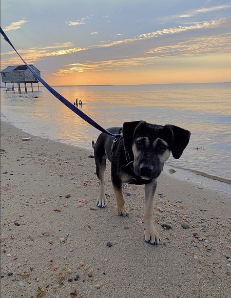 Entry image for Thor . Clicking this image will show a larger photo