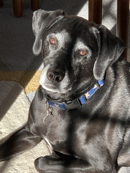 Entry image for Jake. Clicking this image will show a larger photo