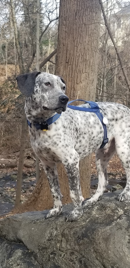 Entry image for FRED. Clicking this image will show a larger photo