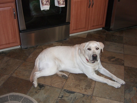 Entry image for Beau. Clicking this image will show a larger photo