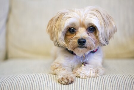 Entry image for Frodo McDoggins. Clicking this image will show a larger photo