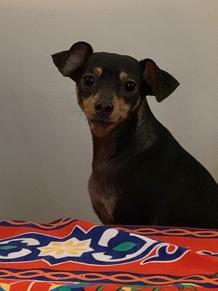 Entry image for Gidget. Clicking this image will show a larger photo