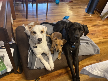 Entry image for Rose, Cooper and Goetze. Clicking this image will show a larger photo