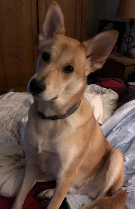 Entry image for Quinn. Clicking this image will show a larger photo