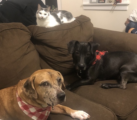 Entry image for Harry, Henry and Richard . Clicking this image will show a larger photo