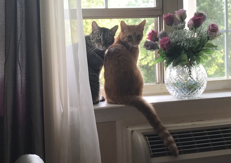 Entry image for Ziva & McGee. Clicking this image will show a larger photo