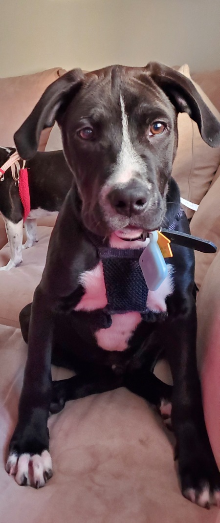 Entry image for Dak. Clicking this image will show a larger photo