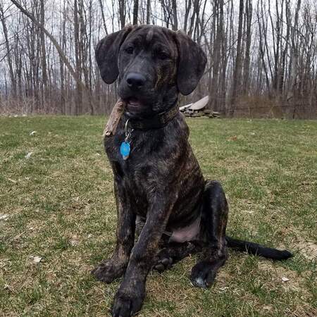 Entry image for Booch. Clicking this image will show a larger photo