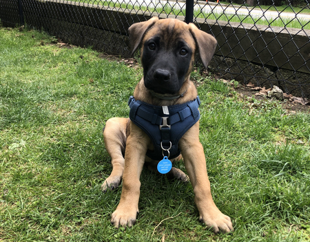 Entry image for Mochi. Clicking this image will show a larger photo