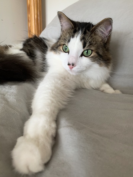 Entry image for Hammy. Clicking this image will show a larger photo