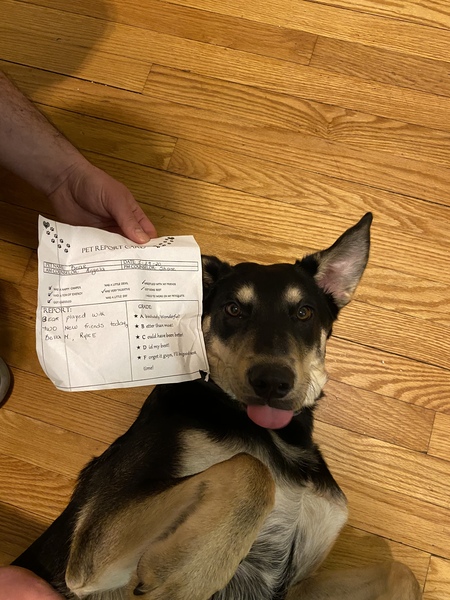 Entry image for Bear (FKA Hopper). Clicking this image will show a larger photo