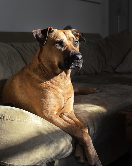 Entry image for Stella. Clicking this image will show a larger photo