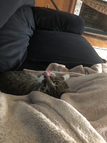 Entry image for Humble. Clicking this image will show a larger photo