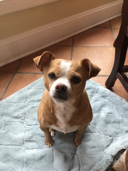 Entry image for PeeWee. Clicking this image will show a larger photo