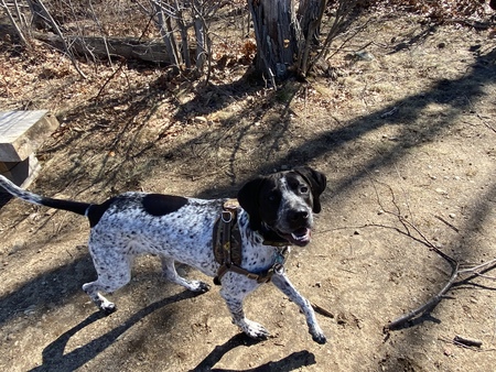 Entry image for Gunner. Clicking this image will show a larger photo