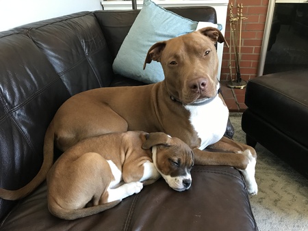 Entry image for Andy and Junior “aka Kobe”. Clicking this image will show a larger photo