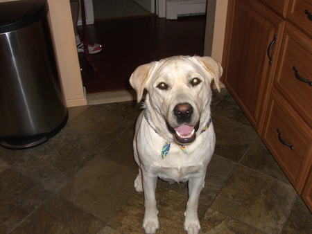 Entry image for Beau. Clicking this image will show a larger photo