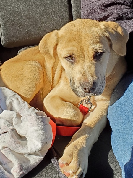 Entry image for Scout. Clicking this image will show a larger photo