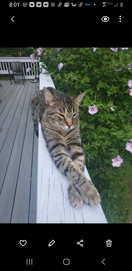 Entry image for Tito. Clicking this image will show a larger photo