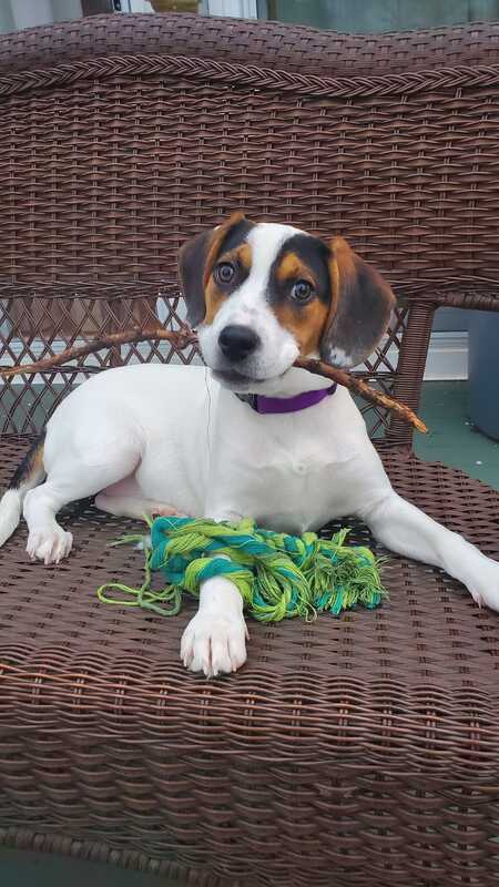 Entry image for ARIEL. Clicking this image will show a larger photo