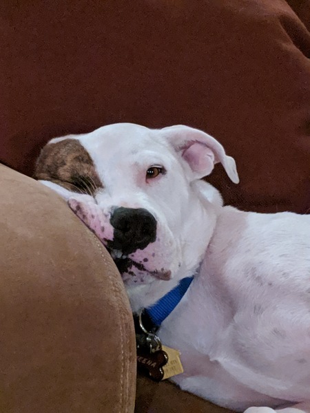 Entry image for Meena. Clicking this image will show a larger photo