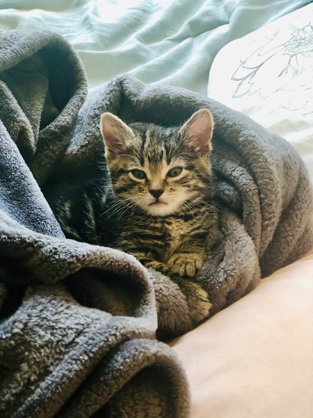 Entry image for Marquina (now Charlotte). Clicking this image will show a larger photo