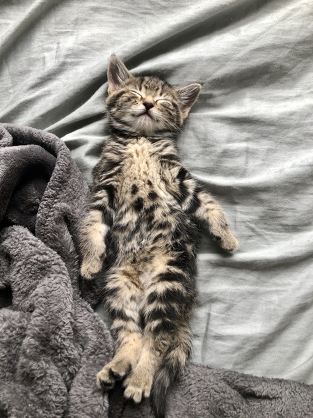 Entry image for Marquina (now Charlotte). Clicking this image will show a larger photo