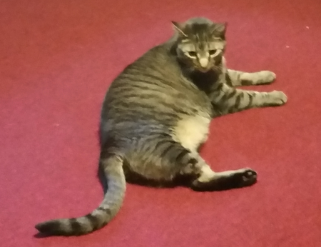 Entry image for Tripod. Clicking this image will show a larger photo