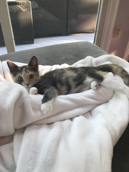 Entry image for Ava. Clicking this image will show a larger photo