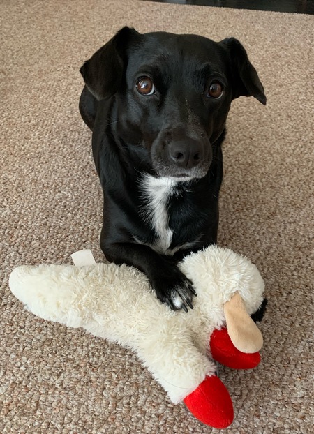 Entry image for Bella. Clicking this image will show a larger photo