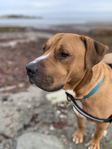 Entry image for Rooney. Clicking this image will show a larger photo