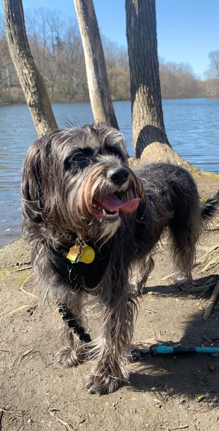 Entry image for Bailey. Clicking this image will show a larger photo