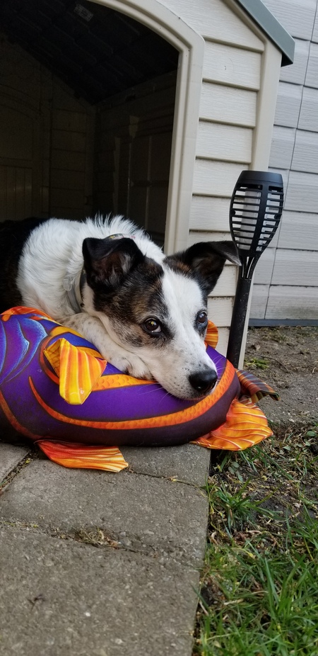 Entry image for Bella. Clicking this image will show a larger photo