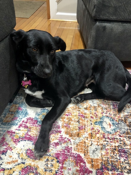 Entry image for Gia . Clicking this image will show a larger photo