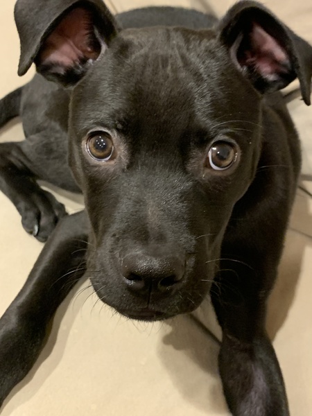 Entry image for Colt. Clicking this image will show a larger photo