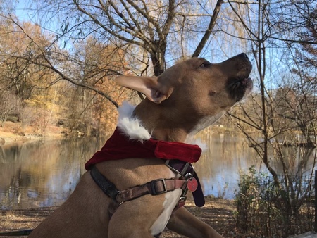 Entry image for Pumpkin. Clicking this image will show a larger photo