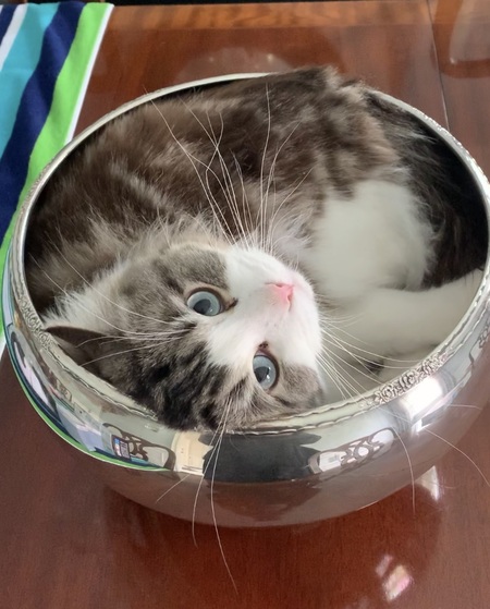 Entry image for Palmer. Clicking this image will show a larger photo